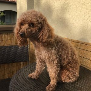 Meet your Posher, Yuwen